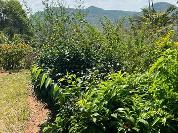 Farm & Agricultural Land